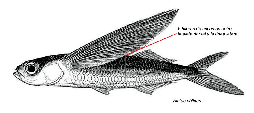 Exocoetus volitans_01.jpg